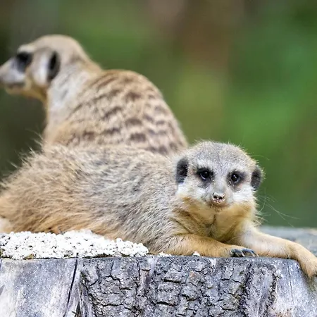 Zelte Im Safari Park Οργανωμένο κάμπινγκ Hodenhagen