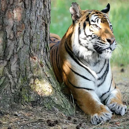 Zelte Im Safari Park * Hodenhagen