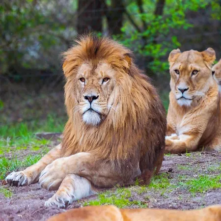 Zelte Im Safari Park Luxury tent