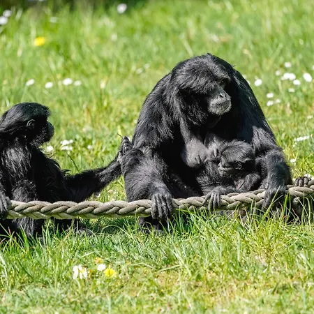 Zelte Im Safari Park * Hodenhagen