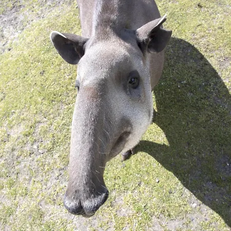 Zelte Im Safari Park Luksusowy namiot *