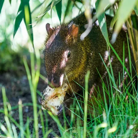 Οργανωμένο κάμπινγκ Zelte Im Safari Park *