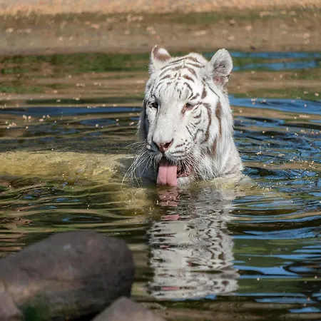 Zelte Im Safari Park *