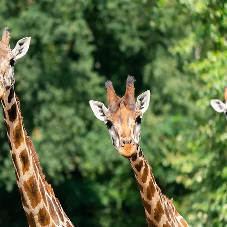 Zelte Im Safari Park * Hodenhagen