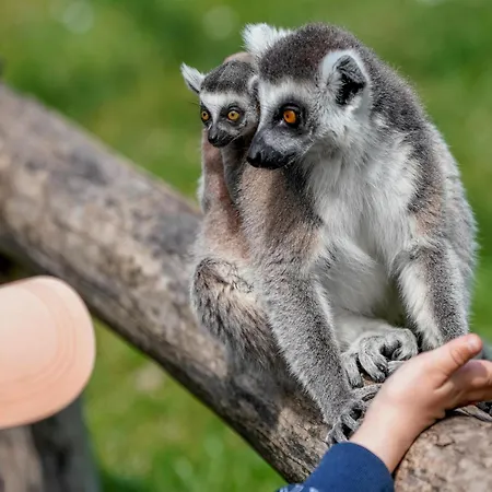 Zelte Im Safari Park * Hodenhagen