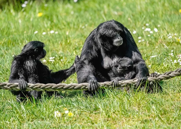 Zelte Im Safari Park * Hodenhagen